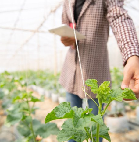 Young agricultural enginner studying new sort of melon growing in hothouse